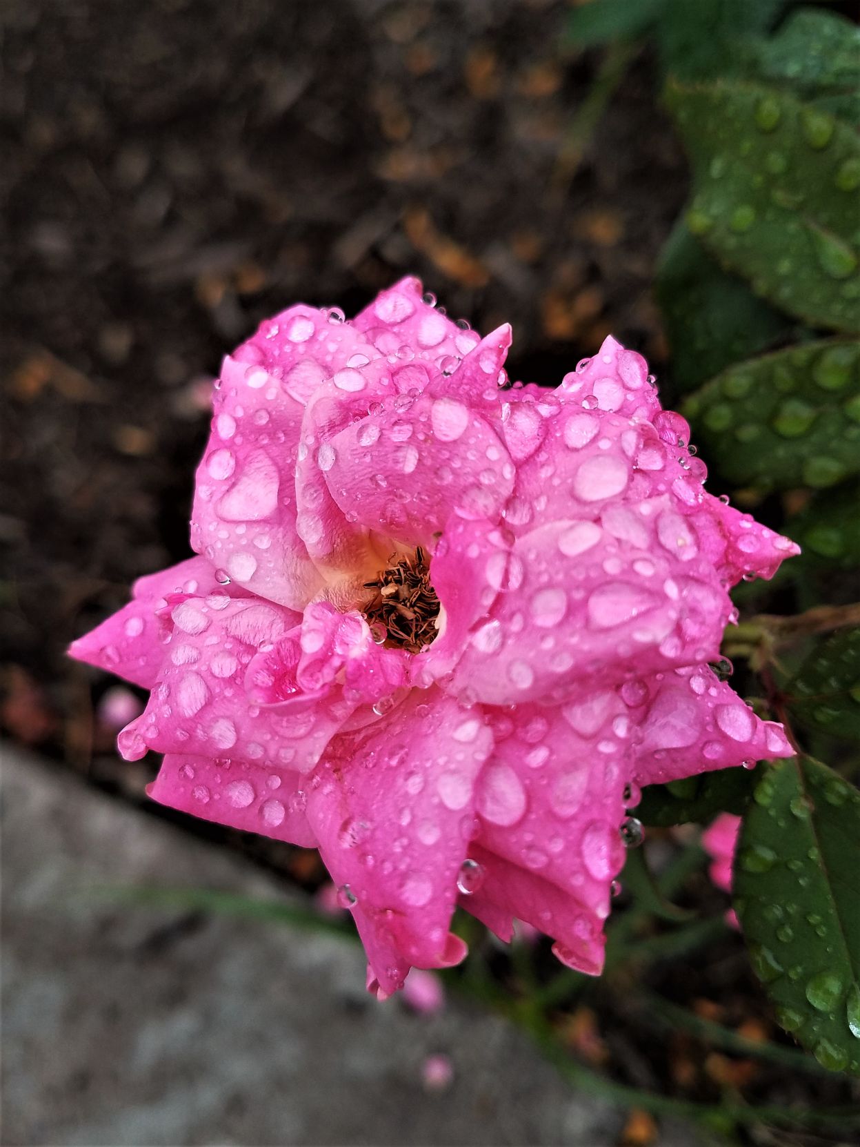 A rose is a rose is a rose
